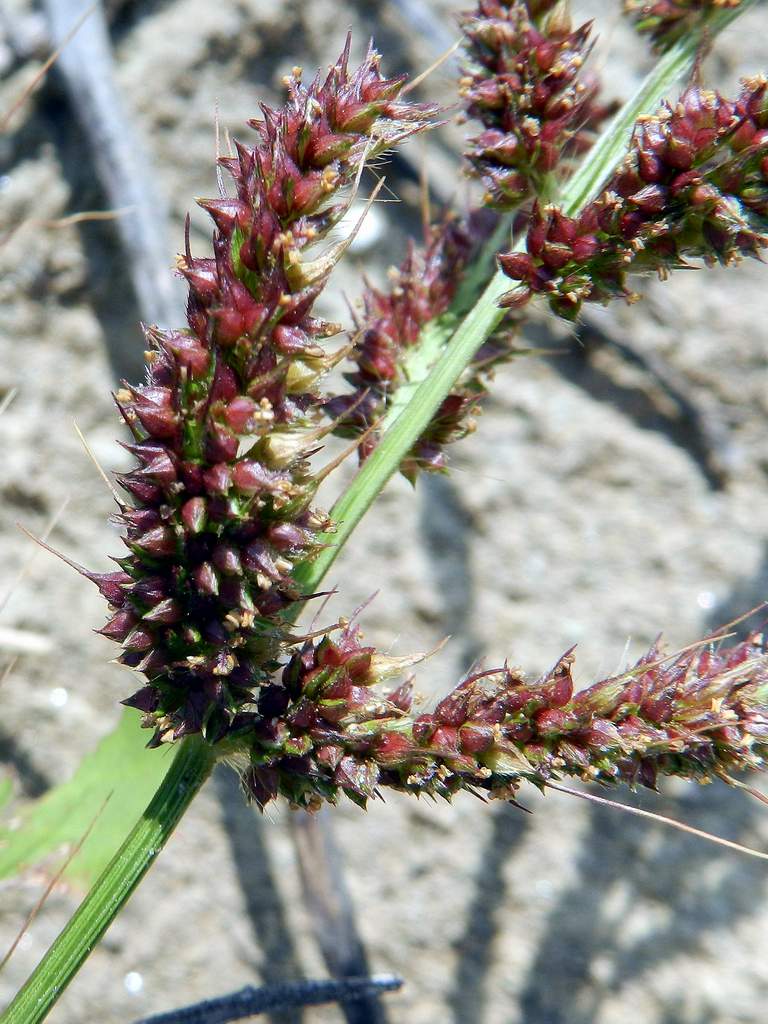 Echinochloa crus-galli / Giavone comune